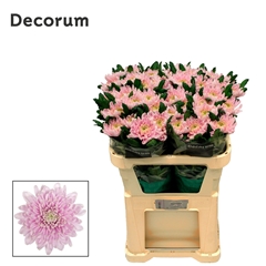 Chrysanth Single Rossano 70cm 75gr.