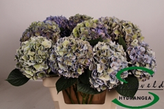 Hydrangea Rodeo Red Classic 60cm 15-17cm Hd