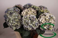 Hydrangea Rodeo Red Classic 75cm 17-19cm Hd