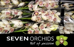 Cymbidium Time Out 60cm