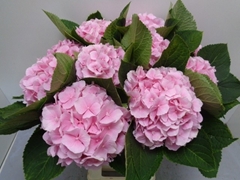 Hydrangea Verena 60cm 16-18cm Hd
