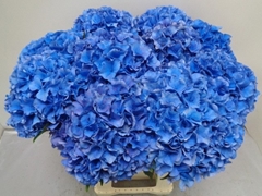 Hydrangea Royal Parade 60cm 18-20cm Hd