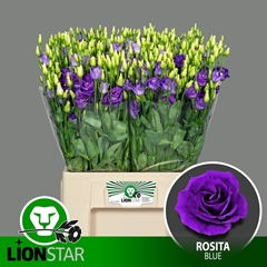 Eustoma Double Rosita Blue 65cm