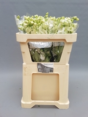 Delphinium Double Centurion White 70cm