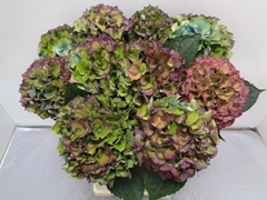 Hydrangea Royal Palace Classic 60cm 14-16cm Hd