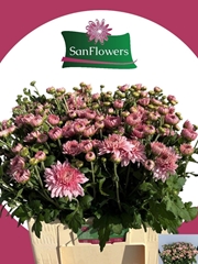 Chrysanth Spray Gompie Pink 60cm 90gr.