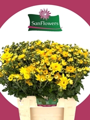 Chrysanth Spray Gompie Yellow 60cm 90gr.