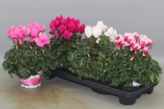 Cyclamen Super Serie Xl 13Ø 30cm