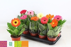 Gerbera Mix 12Ø 27cm