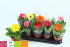 Gerbera Mix 12Ø 22cm