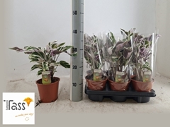 Calathea Fusion White 14Ø 40cm