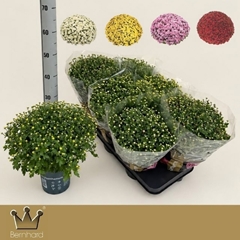 Chrysanthemum Jasoda Mix 15Ø 35cm