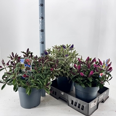 Hebe Flowering Mix 23Ø 45cm
