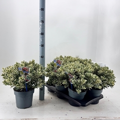 Hebe Katrina 17Ø 40cm