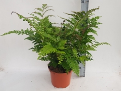 Didymochlaena Truncatula 24Ø 60cm