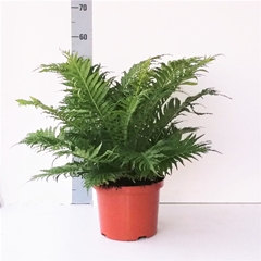 Blechnum Silver Lady 24Ø 60cm