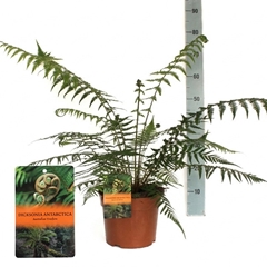 Dicksonia Antarctica 24Ø 70cm
