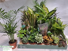 Houseplants Mix 8Ø 10cm