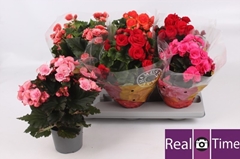 Begonia Double Mix 13Ø 30cm