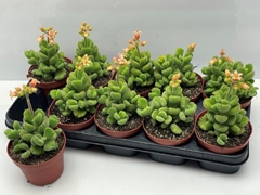 Cotyledon Ladysmithiensis 12Ø 20cm