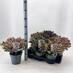 Hebe Mix 17Ø 40cm