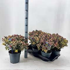 Hebe Tricolor 17Ø 40cm
