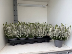 Calluna Vulgaris Garden Girls Nexxt Mix 11Ø 20cm