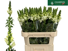 Antirrhinum Potomac Ivory White 80cm