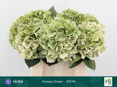 Hydrangea Verena Classic 40cm 14-16cm Hd