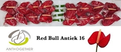 Anthurium Red Bull 11cm Hd