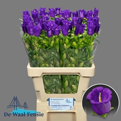 Campanula Champion Blue 60cm