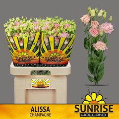 Eustoma Double Alissa Champagne 70cm
