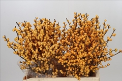Ilex Verticillata Golden Verboom 60cm