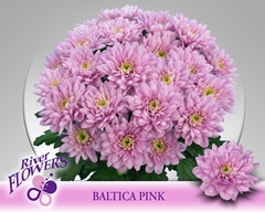 Chrysanth Spray Baltica Pink 70cm 90gr.
