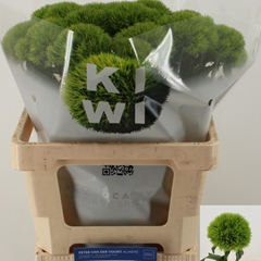 Dianthus Barb Kiwi Mellow 60cm