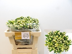 Hypericum Magical Snowprince 50cm