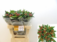 Hypericum Pacific Brown 60cm