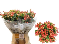 Hypericum Magical Royal Princess 70cm