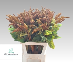 Amaranthus Cruentus Hot Biscuits 100cm