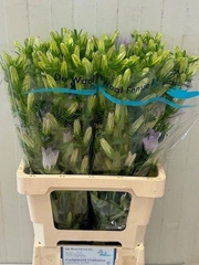 Campanula Champion Lavender 70cm