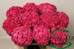 Hydrangea Royal Anastasia Pink 60cm 16-18cm Hd