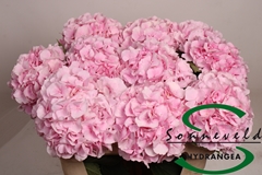 Hydrangea Verena 75cm 18-20cm Hd