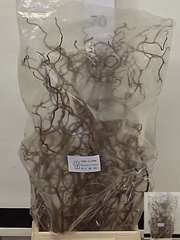 Corylus Contorta 60cm 2-year