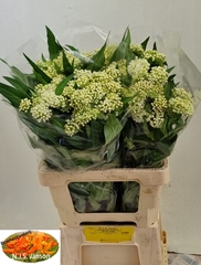 Asclepias Incarnata Ice Ballet 65cm