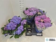 Hydrangea Early Blue 14Ø 40cm 9bl