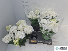Hydrangea Schneeball 14Ø 38cm 8bl