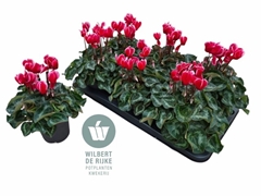 Cyclamen Super Serie Allure 12Ø 25cm