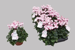 Cyclamen Persicum Absolu De Morel 10Ø 23cm