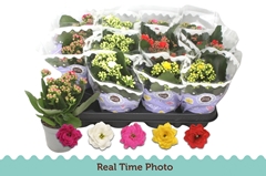 Kalanchoe Double Mix 9Ø 19cm