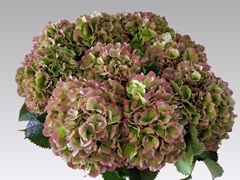 Hydrangea Verena Classic 65cm 20-22cm Hd